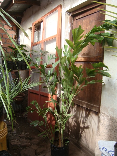 [Foto de planta, jardin, jardineria]