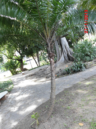 [Foto de planta, jardin, jardineria]