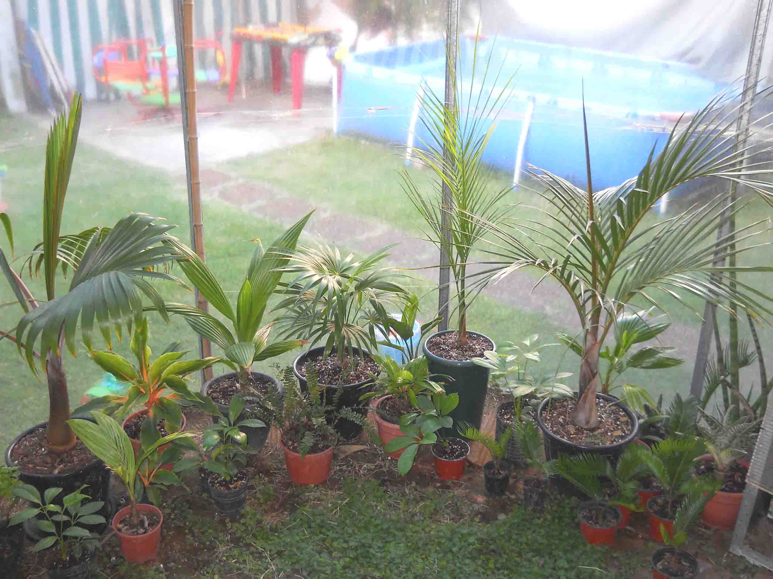 [Foto de planta, jardin, jardineria]