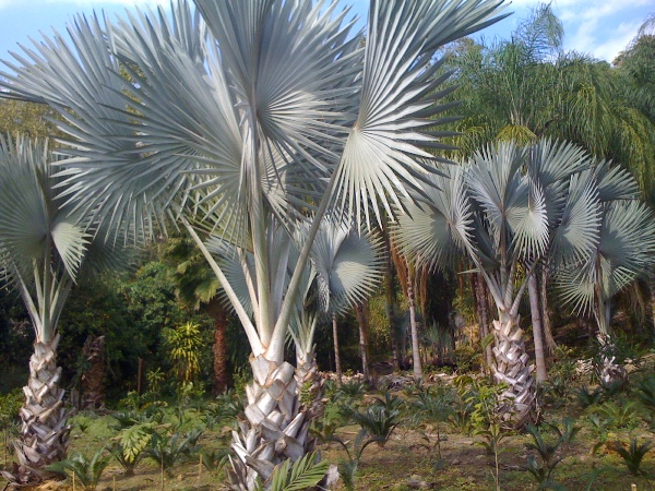 [Foto de planta, jardin, jardineria]