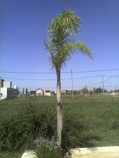 [Foto de planta, jardin, jardineria]