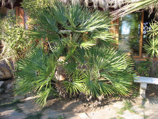 [Foto de planta, jardin, jardineria]