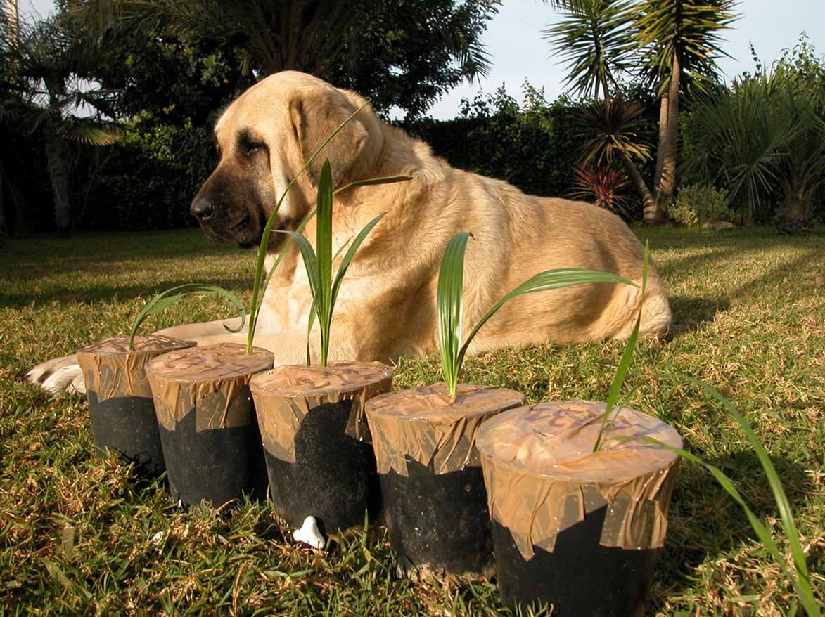 [Foto de planta, jardin, jardineria]