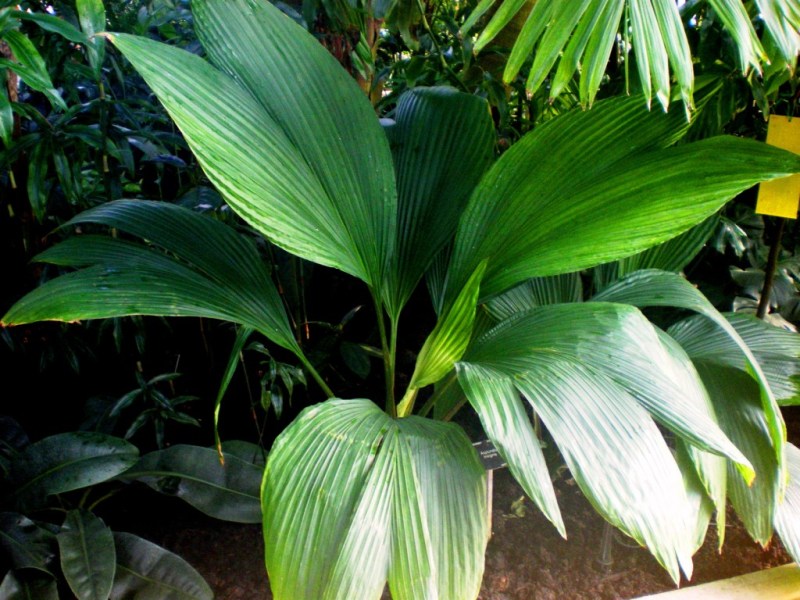 [Foto de planta, jardin, jardineria]