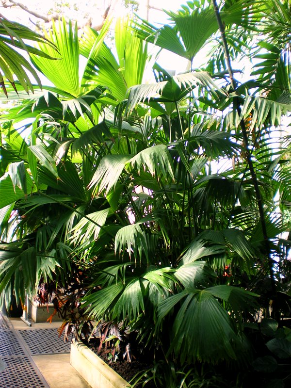 [Foto de planta, jardin, jardineria]