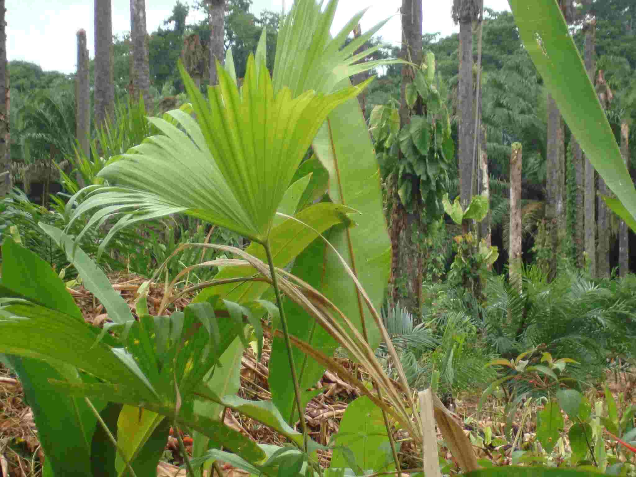 [Foto de planta, jardin, jardineria]