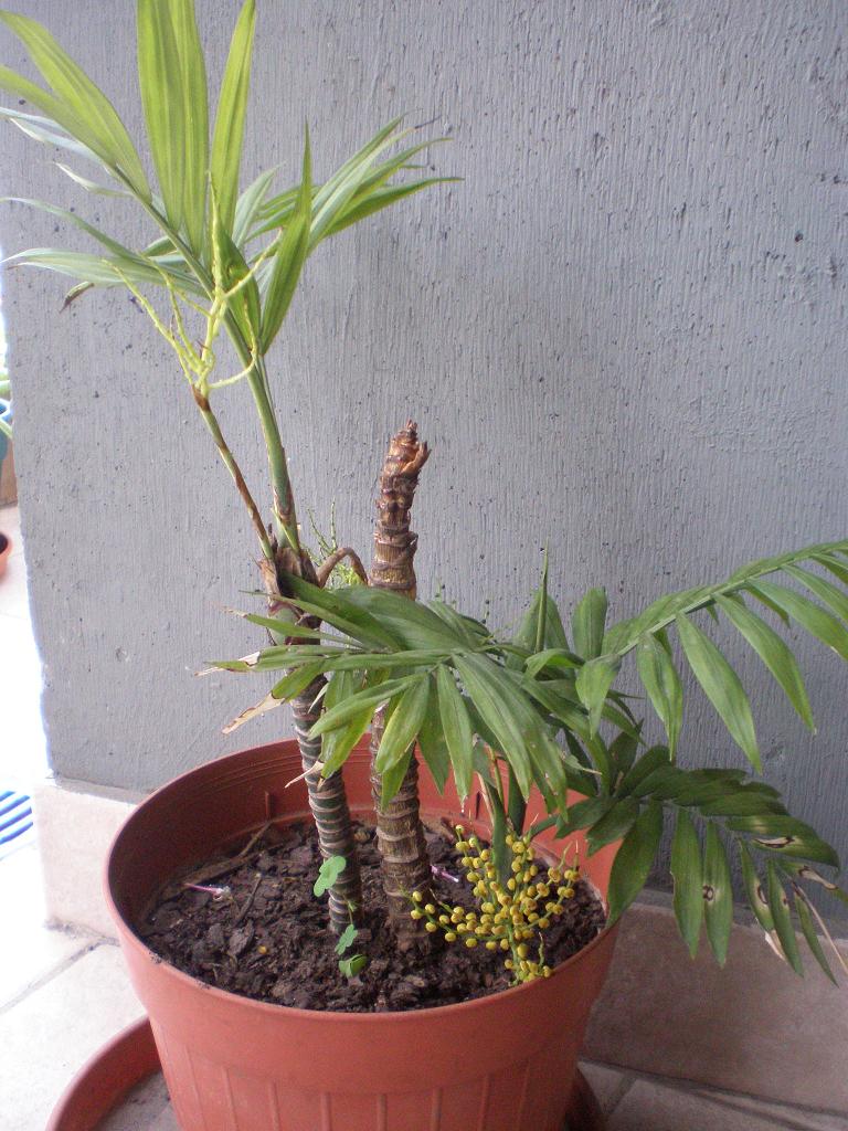 [Foto de planta, jardin, jardineria]