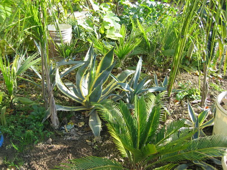 [Foto de planta, jardin, jardineria]