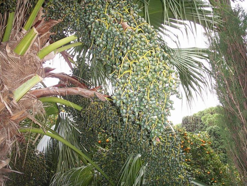 [Foto de planta, jardin, jardineria]