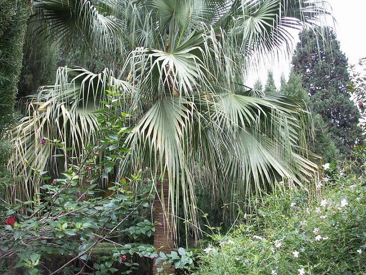 [Foto de planta, jardin, jardineria]