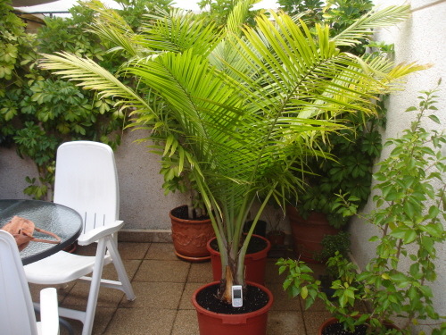 [Foto de planta, jardin, jardineria]
