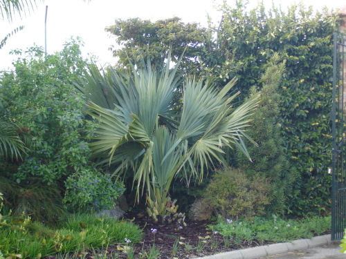 [Foto de planta, jardin, jardineria]