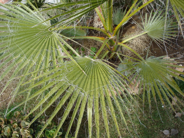 [Foto de planta, jardin, jardineria]