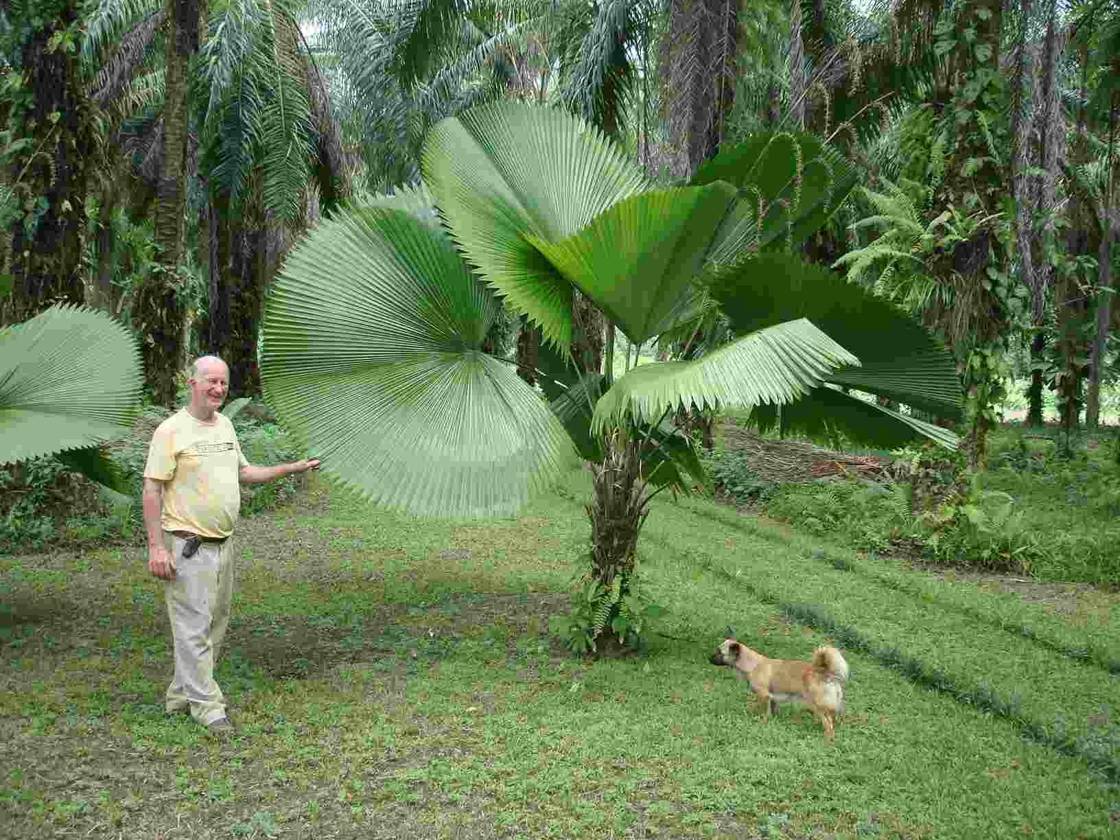 [Foto de planta, jardin, jardineria]