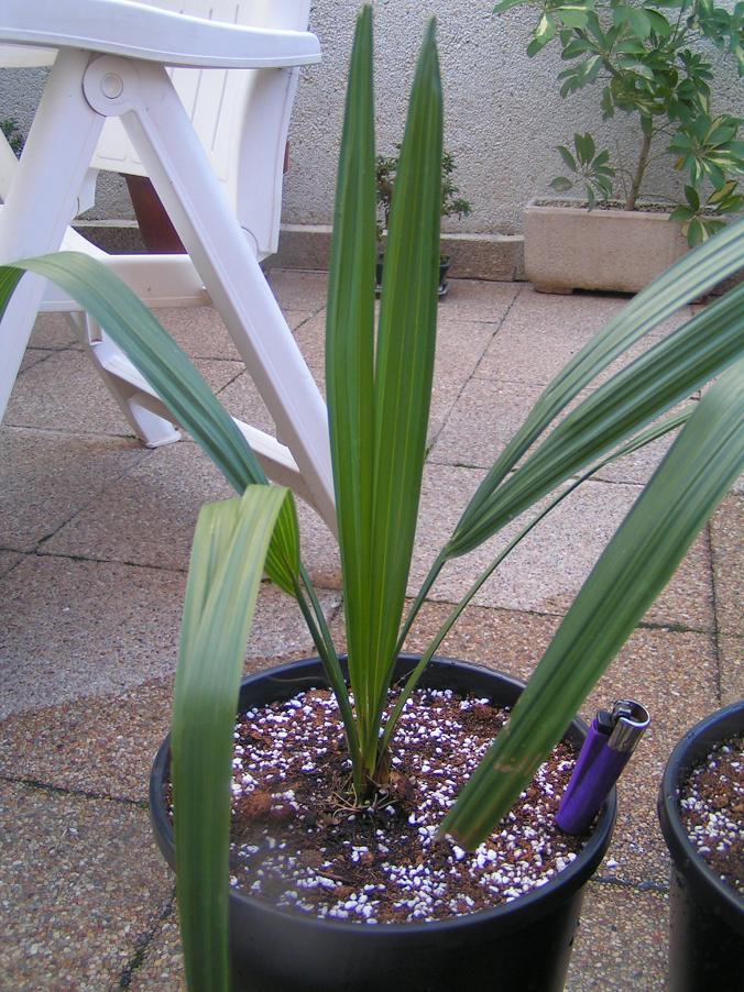 [Foto de planta, jardin, jardineria]