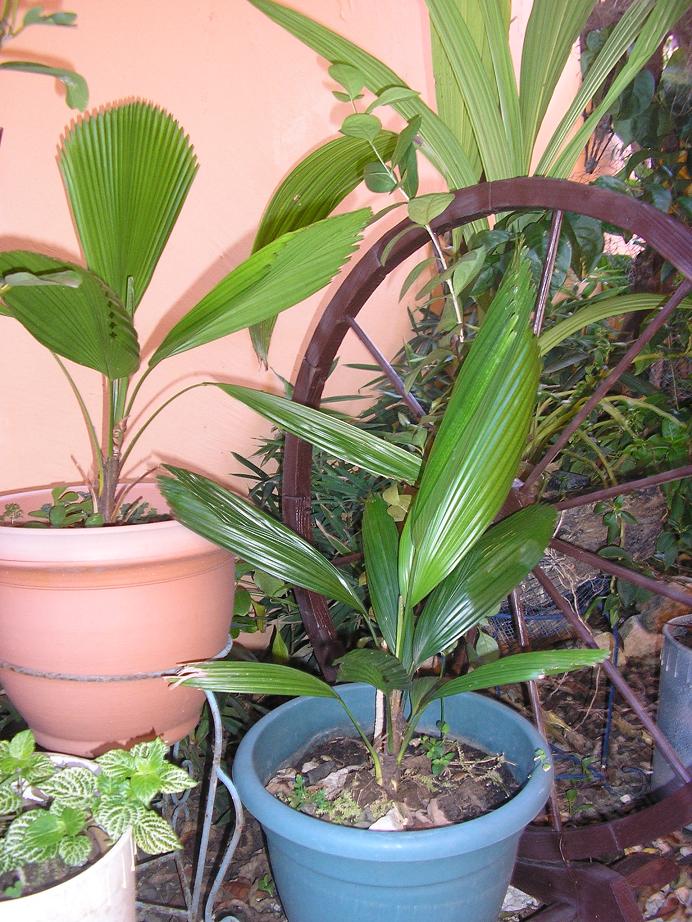 [Foto de planta, jardin, jardineria]