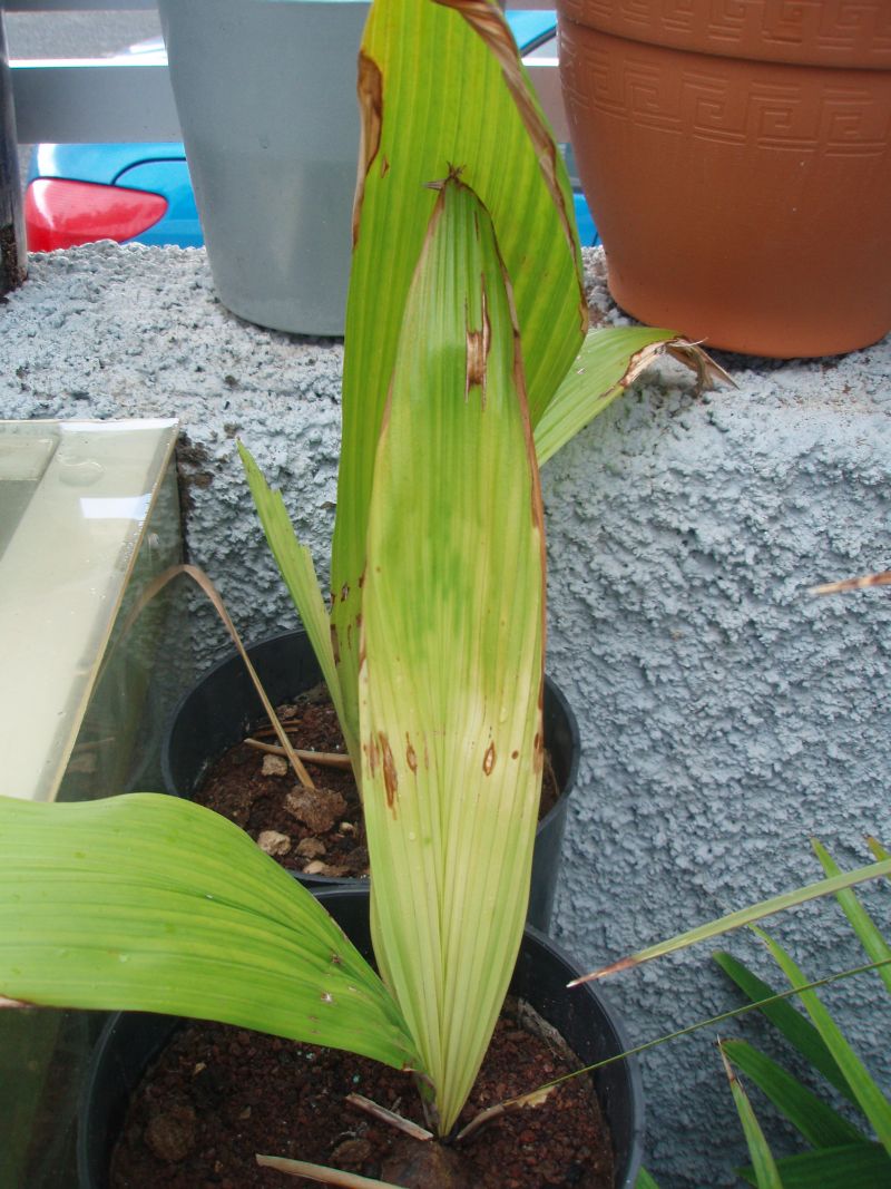 [Foto de planta, jardin, jardineria]