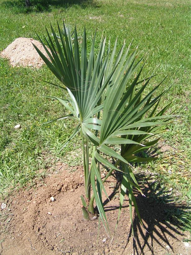 [Foto de planta, jardin, jardineria]