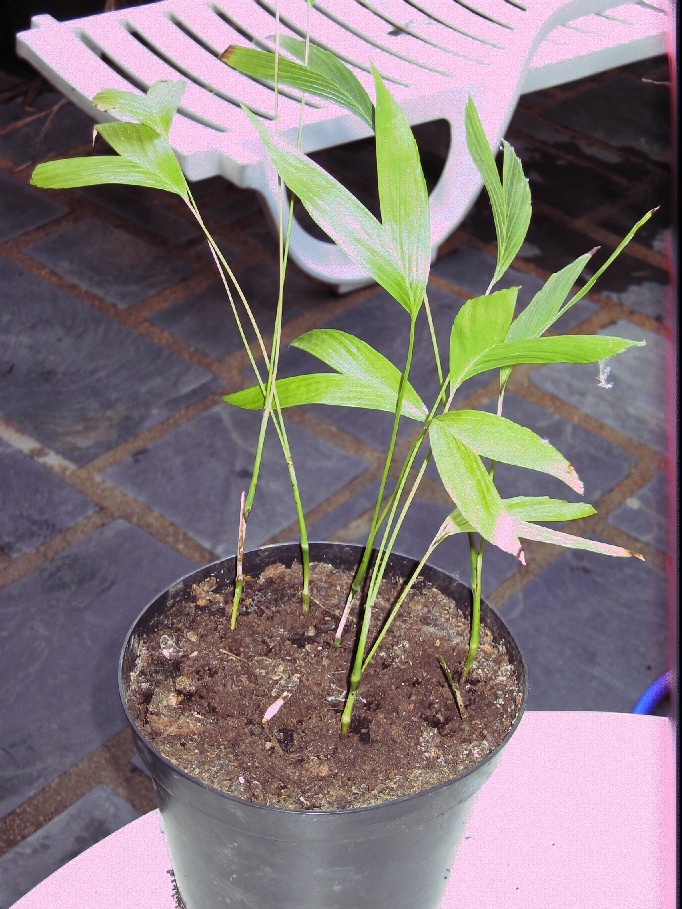 [Foto de planta, jardin, jardineria]