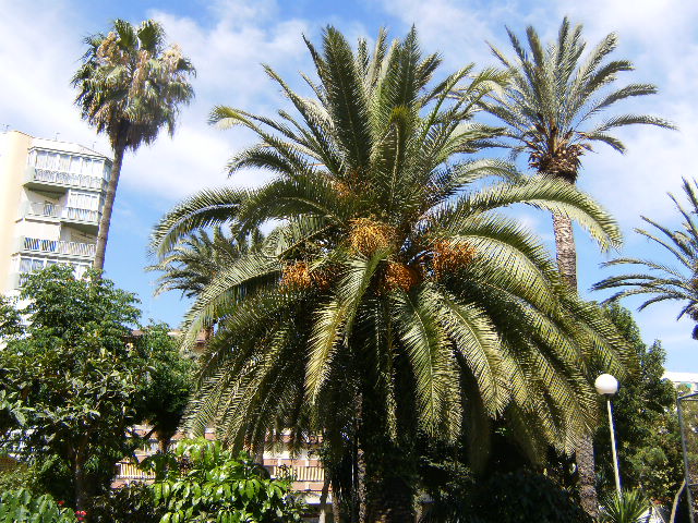 [Foto de planta, jardin, jardineria]