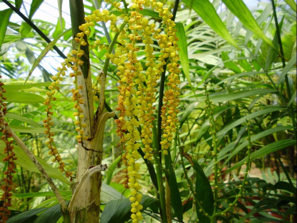 [Foto de planta, jardin, jardineria]