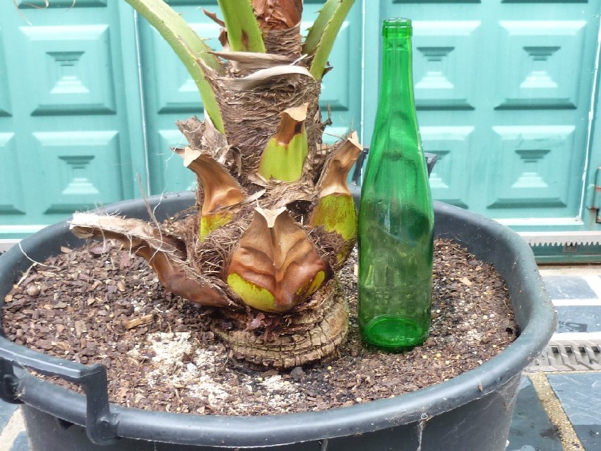 [Foto de planta, jardin, jardineria]