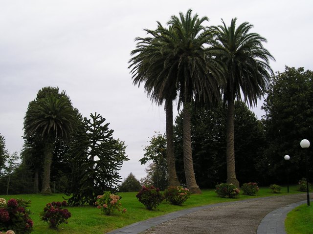 [Foto de planta, jardin, jardineria]
