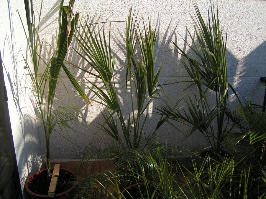[Foto de planta, jardin, jardineria]