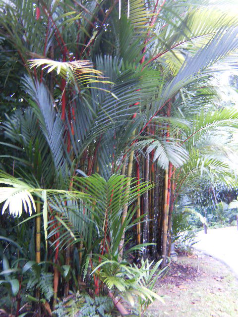 [Foto de planta, jardin, jardineria]