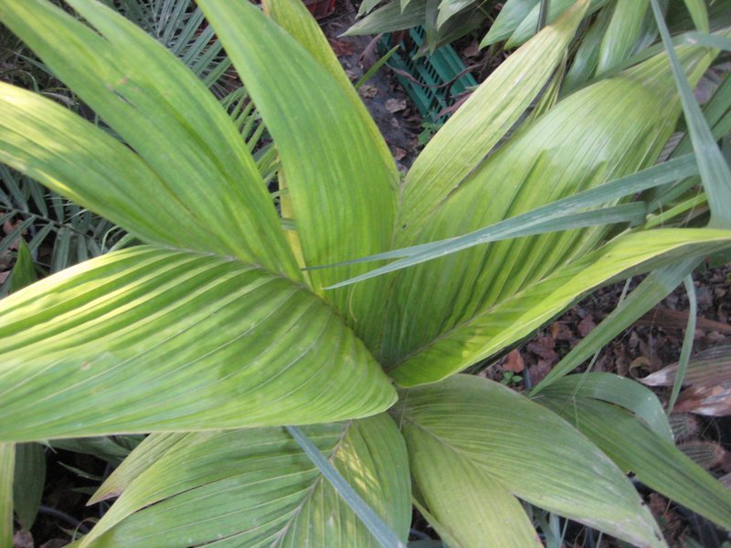 [Foto de planta, jardin, jardineria]