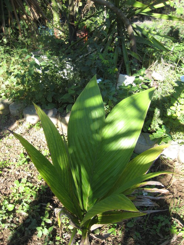 [Foto de planta, jardin, jardineria]