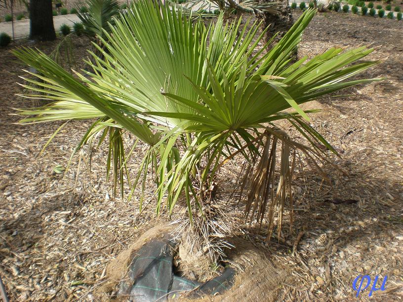 [Foto de planta, jardin, jardineria]