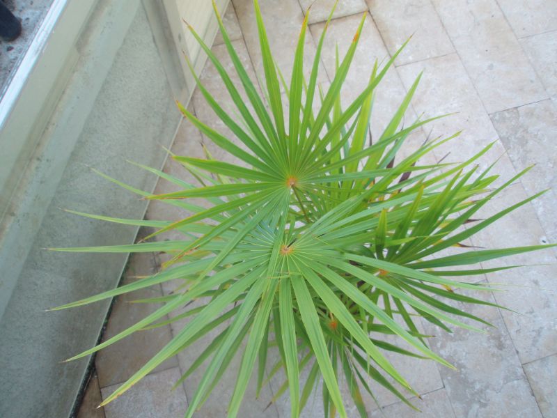 [Foto de planta, jardin, jardineria]