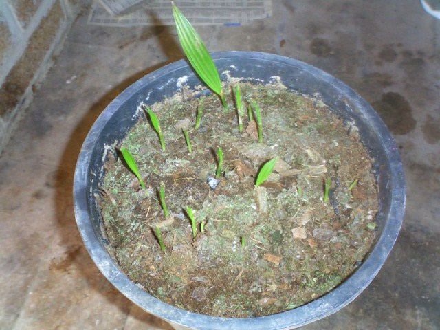 [Foto de planta, jardin, jardineria]
