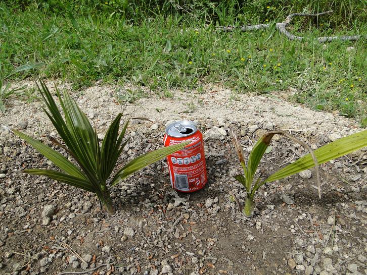 [Foto de planta, jardin, jardineria]