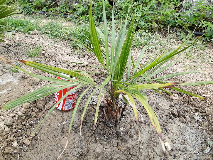 [Foto de planta, jardin, jardineria]