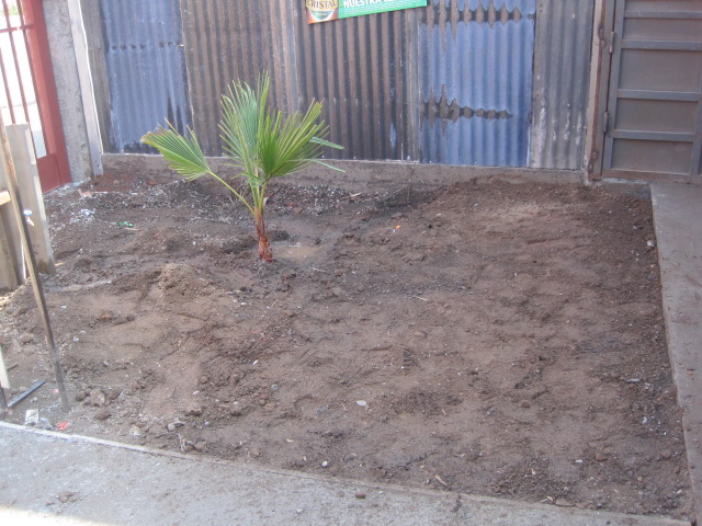 [Foto de planta, jardin, jardineria]