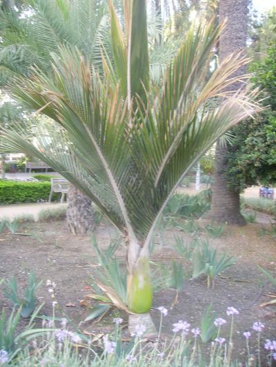 [Foto de planta, jardin, jardineria]