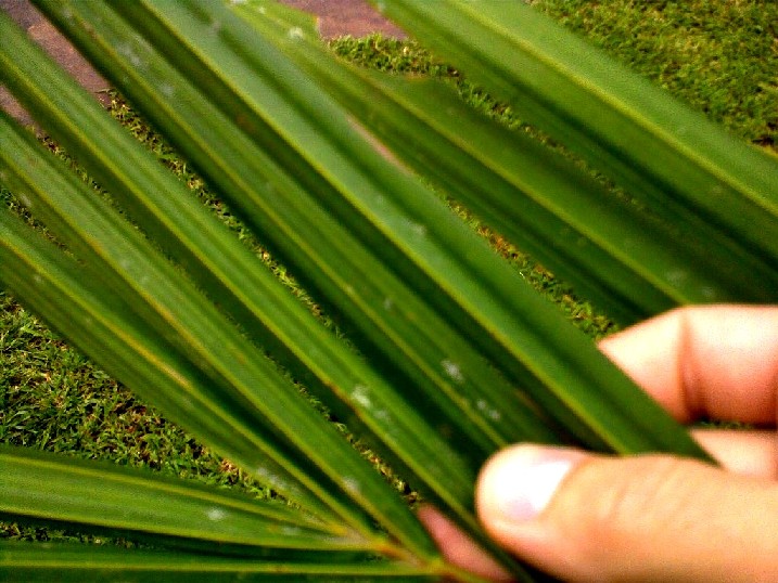 [Foto de planta, jardin, jardineria]