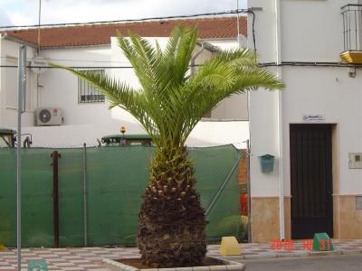 [Foto de planta, jardin, jardineria]