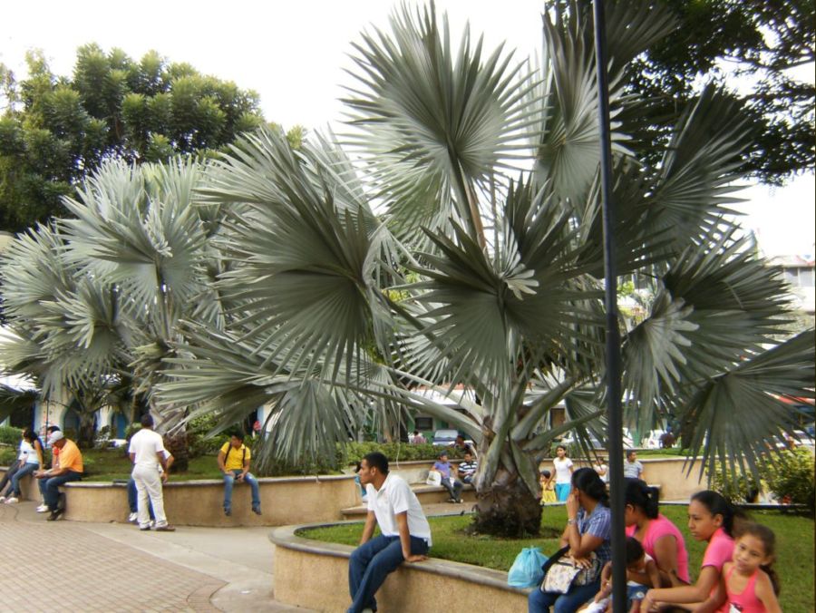 [Foto de planta, jardin, jardineria]