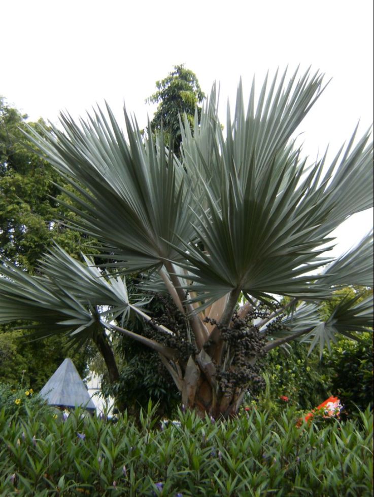 [Foto de planta, jardin, jardineria]