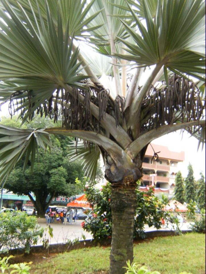 [Foto de planta, jardin, jardineria]