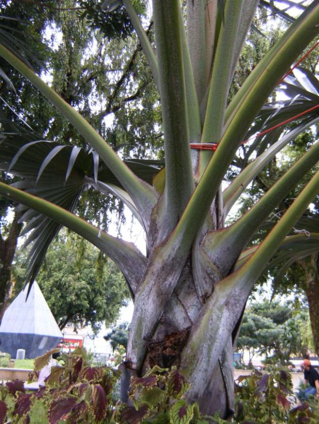 [Foto de planta, jardin, jardineria]