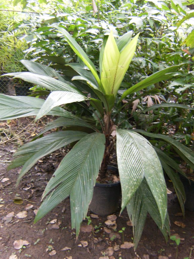 [Foto de planta, jardin, jardineria]