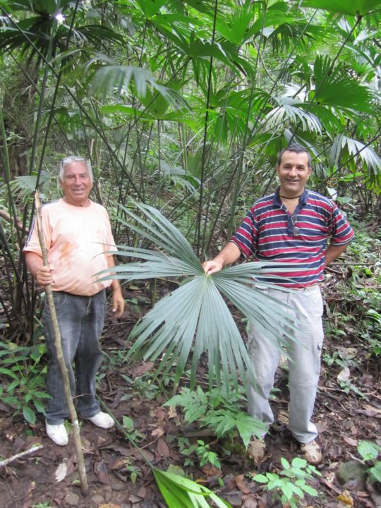 [Foto de planta, jardin, jardineria]