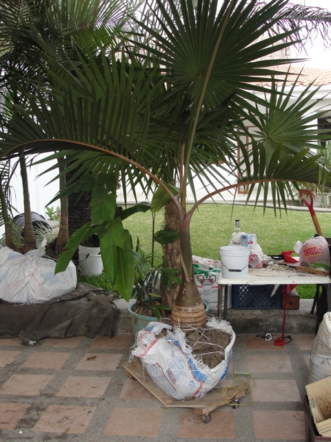 [Foto de planta, jardin, jardineria]