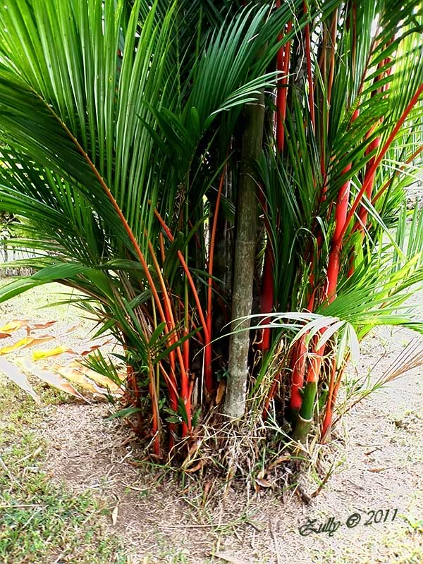 [Foto de planta, jardin, jardineria]