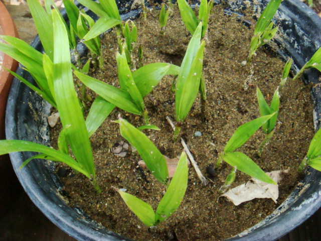 [Foto de planta, jardin, jardineria]