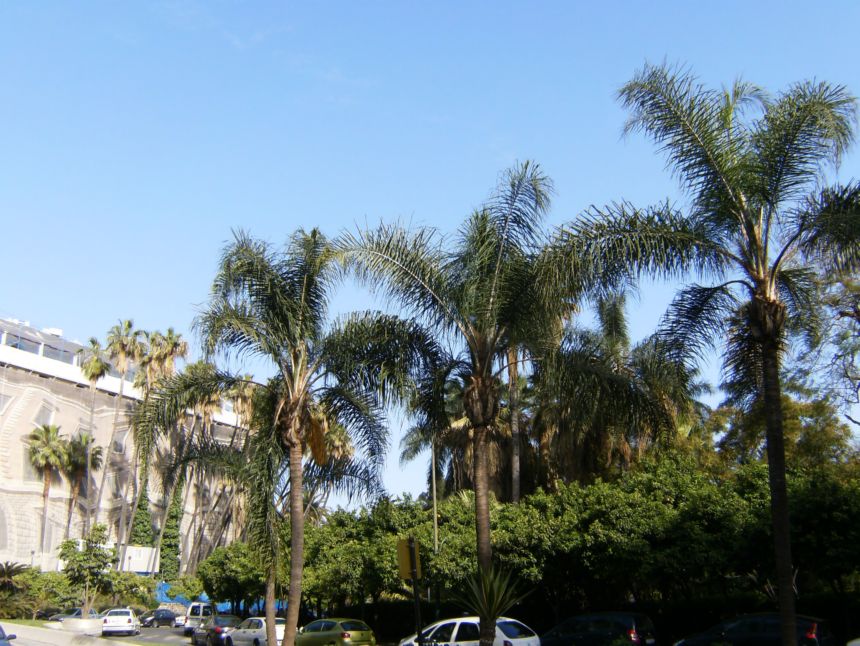 [Foto de planta, jardin, jardineria]